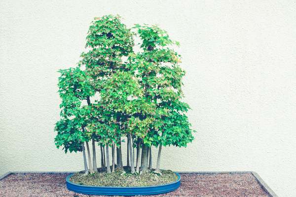 What Is a Bonsai Forest? The Ultimate Guide   Gr ...