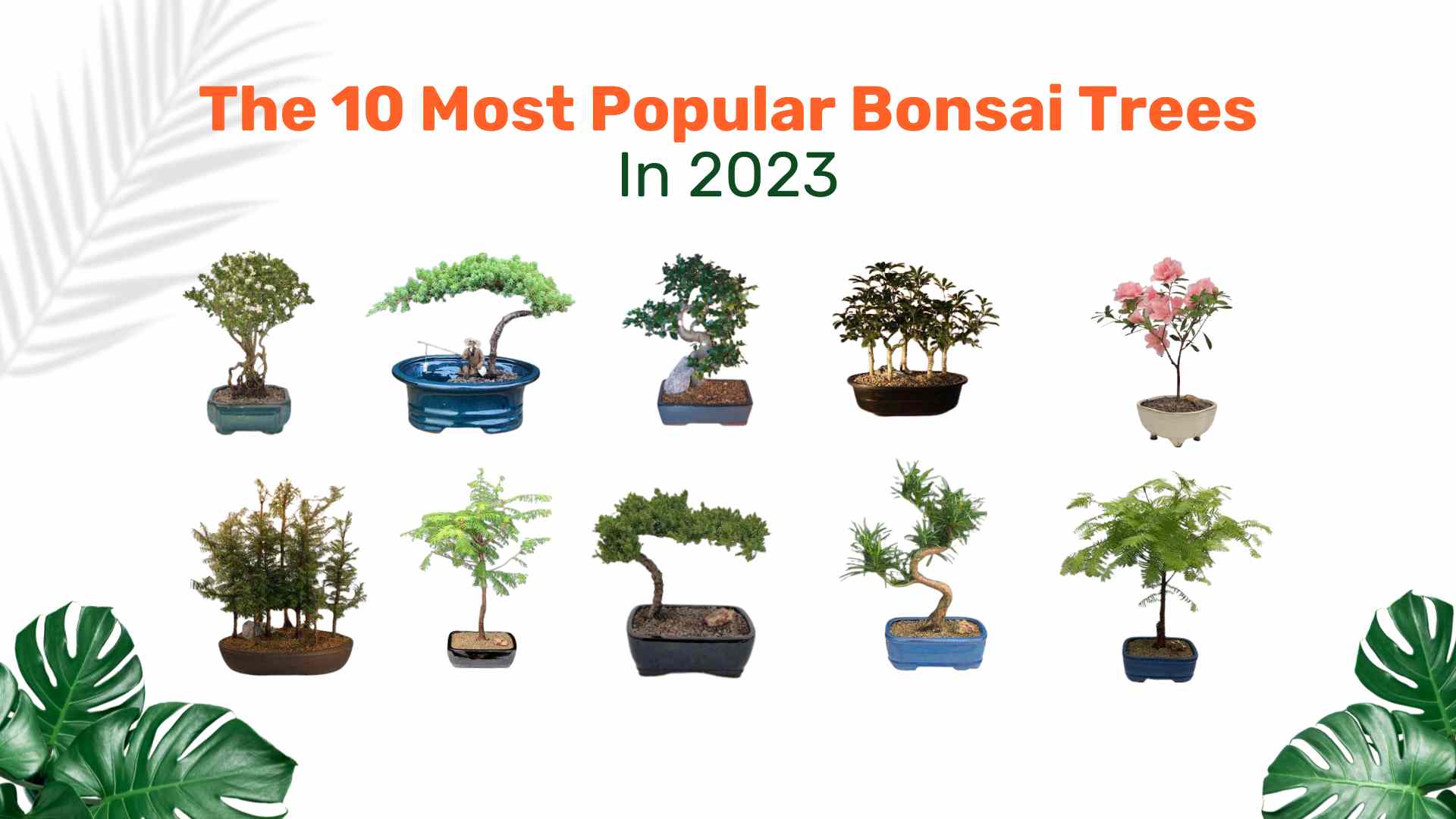 Why people confuse bonsai with a tree type