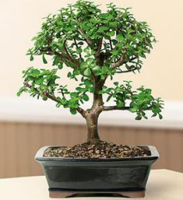 Indoor Bonsai Trees For Sale | Wonderful Indoor Bonsai Plants