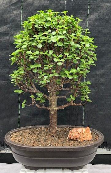 Bonsai Trees for Beginners | The Best Bonsai for Beginners