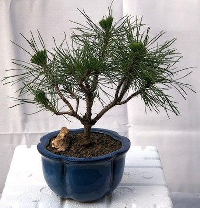 bonsai schere obi Japanische Ikebana-Schere - Ikenobo main image 0