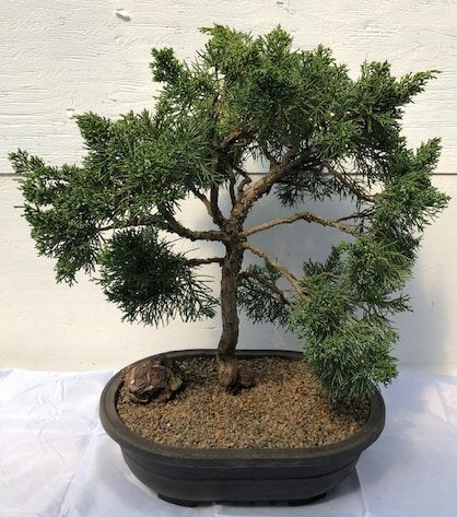 One Of a Kind Bonsai