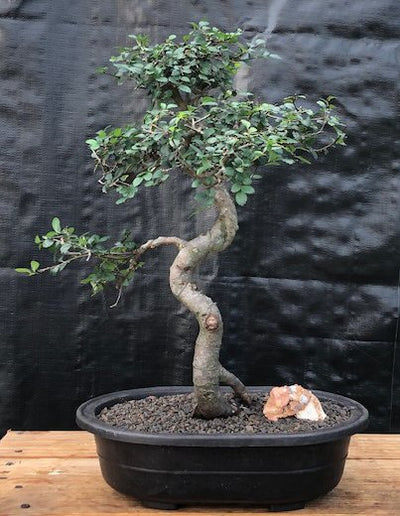 Beautiful Chinese Elm Bonsai For Sale - Green Bonsai
