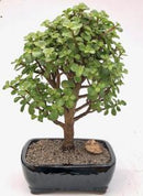 Baby Jade Bonsai Tree