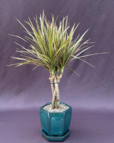 dracaena bonsai tree Dracena Bonsai Tree Braided Trunk