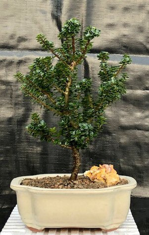 Japanese Dwarf Pagoda Holly Bonsai Tree