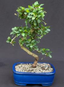 bonsai tree fukien tea Flowering Fukien Tea Bonsai Tree