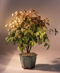 Flowering Heavenly Bamboo Bonsai Tree