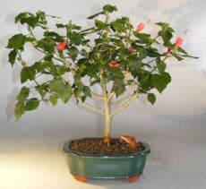 Flowering Dwarf Sleeping Hibiscus Bonsai Tree