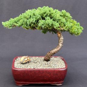 FREE SHIPPING - Juniper Bonsai Tree