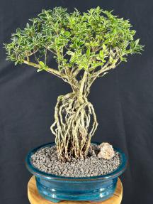 cercis siliquastrum bonsai Mount Fuji Serissa Bonsai Tree - Large