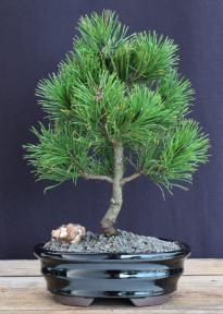 Mugo Pine Bonsai Tree