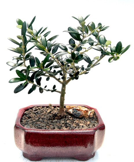 black olive bonsai tree European Olive Bonsai Tree