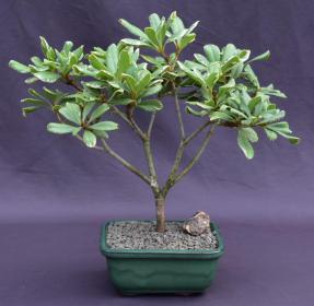 Flowering Japanese Mock Orange Bonsai Tree