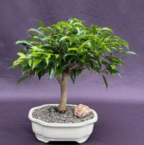 Oriental Ficus Bonsai Tree - Medium
