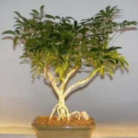 Bonsai trees for beginners