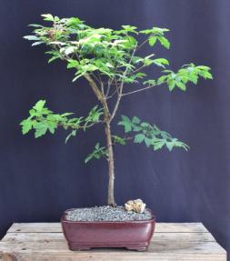 blue leaf bonsai tree Paperbark Maple Bonsai Tree For Sale