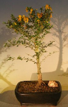 bonsai rain tree Flowering Jamaican Raintree Bonsai Tree