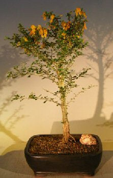 Raintree Bonsai Tree