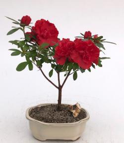 Flowering Red Azalea Bonsai Tree