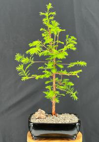 metasequoia bonsai tree Redwood Bonsai Tree