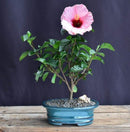 Tropical Hibiscus Bonsai Tree