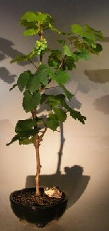Wine Grape Bonsai Tree