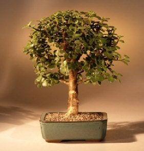 bonsai tree starter kit Baby Jade Bonsai Tree Complete Bonsai Starter Kit