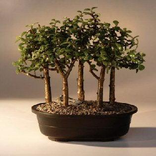 portulacaria afra bonsai sale Baby Jade Bonsai Tree Five Tree Forest Group (Portulacaria