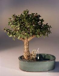 Baby Jade Bonsai Tree Land/Water Pot