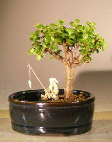 Baby Jade Bonsai Tree Land/Water Pot
