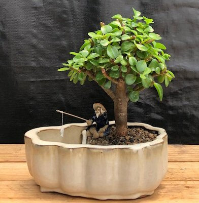 bonsai tree pot Baby Jade Bonsai Tree Land/Water Pot With Scalloped Edges