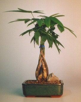 bonsai vs money tree Braided Money Bonsai Tree