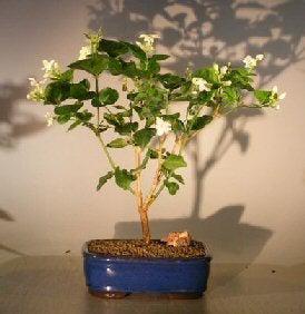 jasmine tree bonsai Flowering Arabian Jasmine (jasminum sambac)