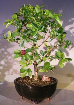 dwarf bonsai tree Flowering Dwarf Weeping Barbados Cherry Bonsai Tree