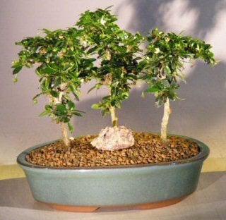 Flowering Fukien Tea Bonsai Tree Three Tree Forest Group