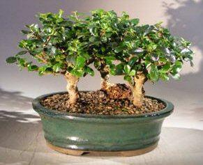 Flowering Fukien Tea Bonsai Tree - Upright Aged