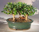 Flowering Fukien Tea Bonsai Tree - Upright Aged Three Tree Forest Group (ehretia microphylla)