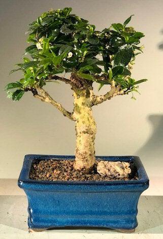 Flowering Fukien Tea Bonsai Tree - Upright Aged (ehretia microphylla)