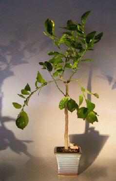 bonsai lime tree Flowering Persian Lime Bonsai Tree (citrus latifolia)