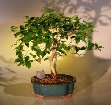 eugenia bonsai tree Flowering Surinam Cherry Bonsai Tree (eugenia uniflora)