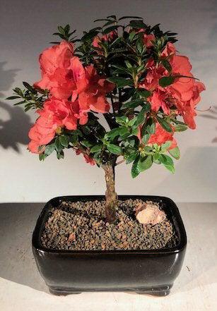 red flower bonsai tree Flowering Tropical Duc De Rohan Azalea Bonsai Tree