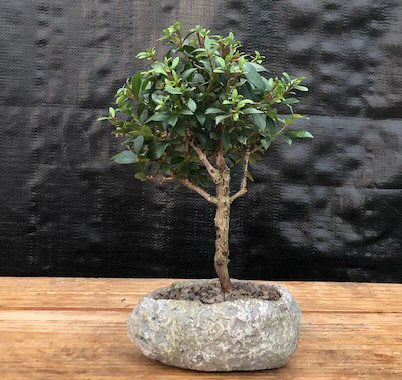 flowering brush cherry bonsai tree Flowering Brush Cherry In Faux Lava Rock (eugenia