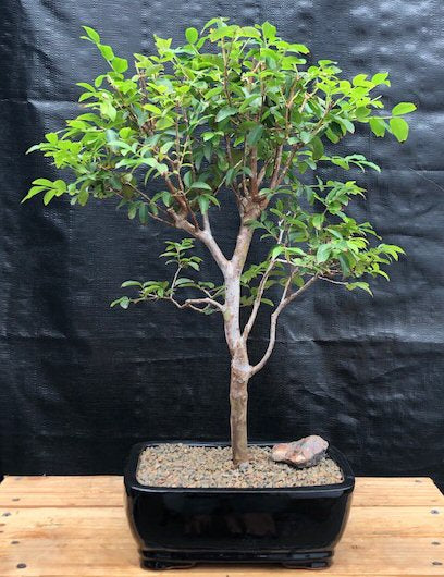 Flowering Jaboticaba Bonsai Tree