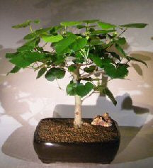 Flowering Sea Hibiscus Bonsai Tree