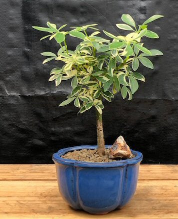 hawaiian umbrella schefflera arboricola Golden Hawaiian Umbrella Bonsai Tree