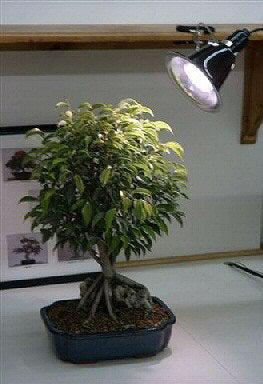 bonsai tree grow light Grow Light Kit
