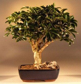 schefflera arboricola hawaiian umbrella Hawaiian Umbrella Bonsai Tree