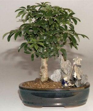 Hawaiian Umbrella Bonsai Tree Stone Landscape Scene