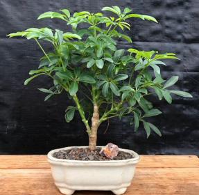 Hawaiian Umbrella (Schefflera Arboricola) Indoor Bonsai - Brussel's Bonsai